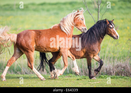 Welsh Mountain Pony und Welsh Cob. JTwo Pferde auf einer Weide Streitereien. Deutschland Stockfoto