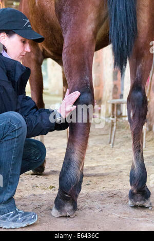 Arabisches Pferd. Tierarzt Examing geschwollen Hinterbeine mit Phlegmone. Ägypten Stockfoto