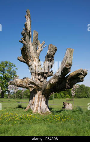 Toter Baum in Cumbernauld Haus Park - Baum von Gregory Mädchen film.summer Stockfoto