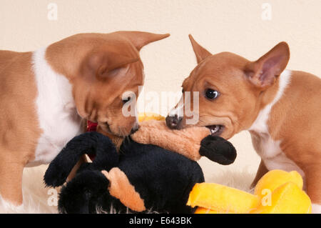 Basenji. Zwei Welpen (7,5 Wochen alt) reißen ein Plüschtier. Studio Bild vor einem weißen Hintergrund Stockfoto