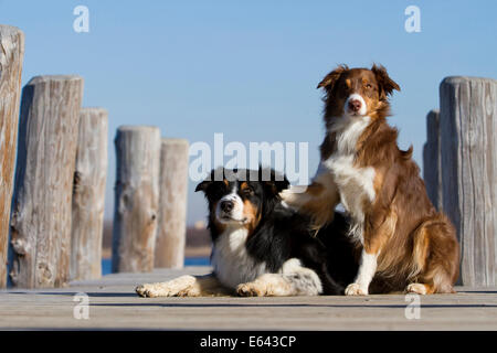 Australian Shepherd. Zwei Erwachsene Hunde (blue Merle und red Tri) auf einem Steg. Deutschland Stockfoto