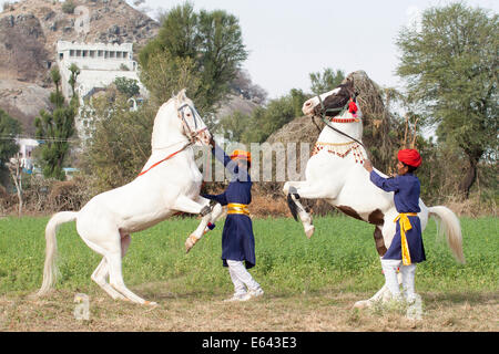 Marwari Pferde. Grau und gescheckten Hengst Aufzucht in der Hand. Traditionelle Pferd Tanz, Indien Stockfoto