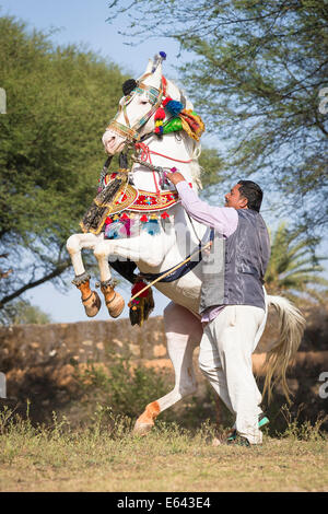 Marwari Pferde. Grauer Hengst im schönen Geschirr Durchführung eine Courbette in der Hand. Traditionelle Pferd Tanz, Indien Stockfoto