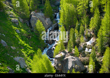 Blick in den Himmel von einem Fluss durchquert einen Lärchenwald im Frühjahr, über die Schweizer alpinen Dorf Saas-Fee Stockfoto