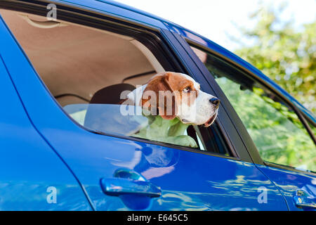 Die süße Beagle reist in das blaue Auto. Stockfoto