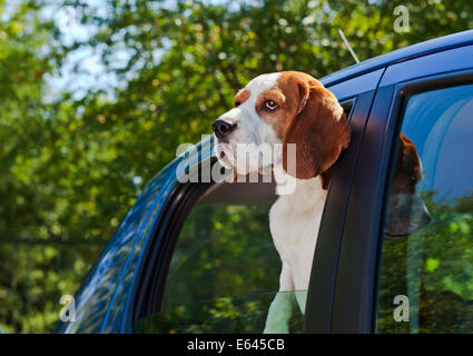 Die süße Beagle reist in das blaue Auto. Stockfoto