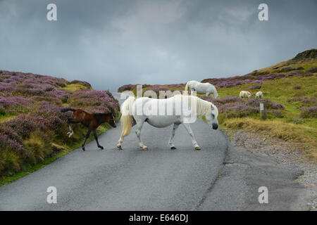 Wildes Pony und Fohlen Kreuzung Landstraße auf der Long Mynd Hügel Shropshire Uk Stockfoto