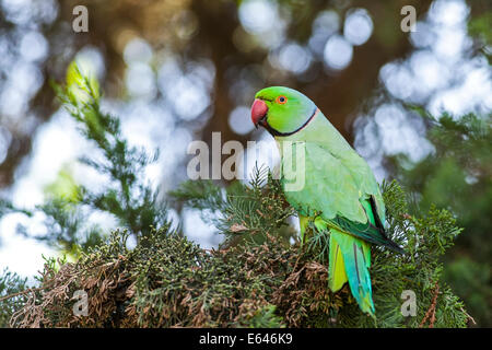 Israel, männliche Rose beringt Sittich (geflohen waren), AKA der Ringnecked Sittich in einem Baum. Die Rose-beringt Sittich hat Stockfoto