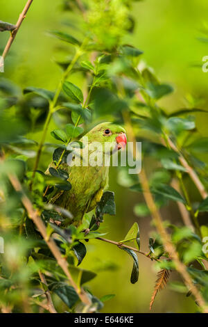 Israel, weibliche Rose beringt Sittich (geflohen waren), AKA der Ringnecked Sittich in einem Baum. Stockfoto