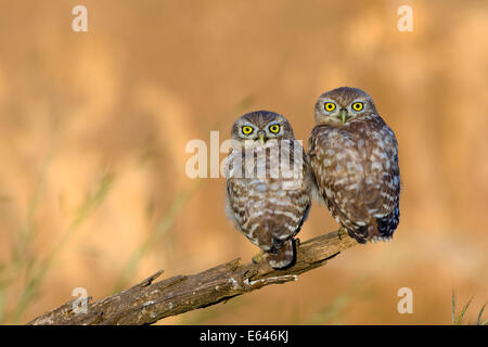 Steinkauz (Athene Noctua) paar thront auf einem Ast. Bei nur 20 cm in der Höhe dieser Eule gehört, wie der Name andeutet, Stockfoto