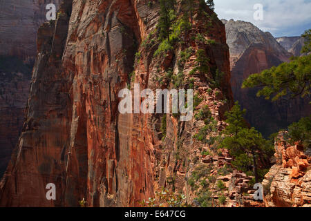 Schmalen steilen Wanderweg führt bis zur Landung des Engels, mit Tropfen zum Zion Canyon über 1000ft / 305m tiefer, Zion Nationalpark, Utah Stockfoto