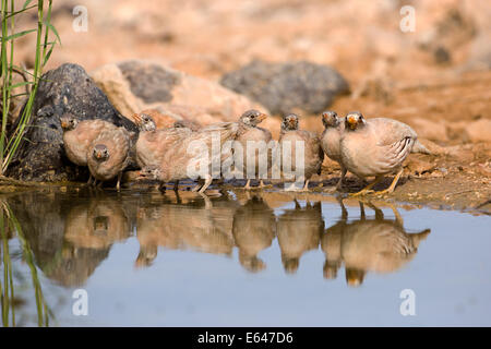 Küken in einem Sand Partridge (Ammoperdix Heyi) ist ein Fasanenartige in der Fasan Familie Phasianidae der Ordnung Galliformes, gallinac Stockfoto