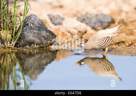 Sand Partridge (Ammoperdix Heyi) ist ein Fasanenartige in der Fasan Familie Phasianidae des Ordens Hühnervögel, hühnerartigen Vögel. Stockfoto