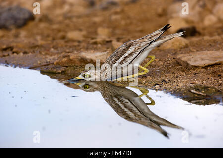 Stein-Brachvogel, eurasische Thick-knee oder eurasische Stein-Brachvogel (Burhinus Oedicnemus). Dieser waten Vogel findet man in trockenen, offenen scrubla Stockfoto