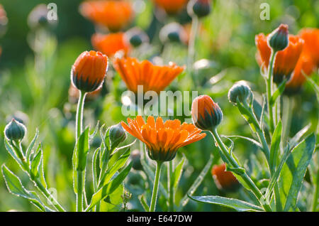 taufrische Calendula Ringelblume medizinische Blumen im Bauerngarten Stockfoto