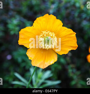 Eine gelbe Blume des walisischen Mohn (Papaver cambricum) früher bekannt als Meconopsis cambrica Stockfoto