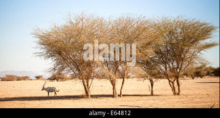 Ein arabischer Oryx (Oryx Leucoryx). Die arabische Oryx ist eine große weiße Antilope, fast völlig ausgestorben im wilden mehrere Gruppen ha Stockfoto