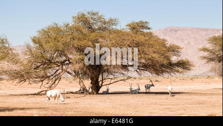 Ein arabischer Oryx (Oryx Leucoryx). Die arabische Oryx ist eine große weiße Antilope, fast völlig ausgestorben im wilden mehrere Gruppen ha Stockfoto