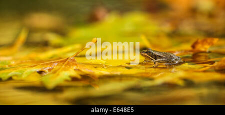 Seefrosch (außer Ridibundus in der Vergangenheit war auch bekannt als Rana Ridibunda) dieser Frosch ist die größte in Europa. Es kann LS Stockfoto