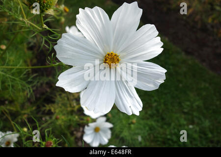 Cosmos Bipinnatus 'Reinheit' Garten Blume Uk Stockfoto