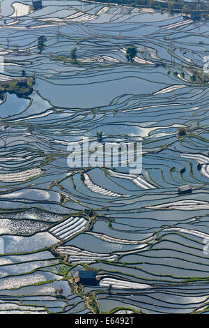 Reflexionen von Wasser gefüllt Reisterrassen, Yuanyang County, Honghe, Yunnan Province, China Stockfoto