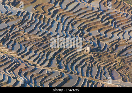 Reflexionen aus Wasser gefüllt Reis Terrassen, Yuanyang County, Honghe, Yunnan Province, China Stockfoto