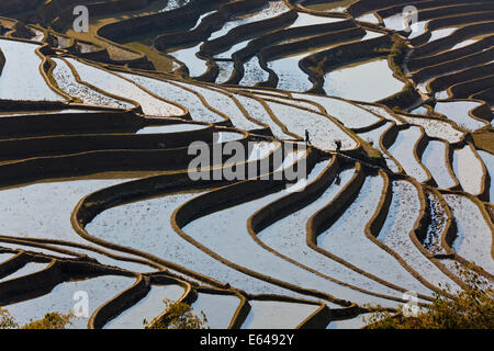 Reflexionen aus Wasser gefüllt Reis Terrassen, Yuanyang County, Honghe, Yunnan Province, China Stockfoto