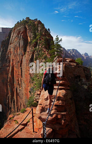 Wanderer auf schmalen "Leap of Faith" Teil Angels Landing Strecke mit 1000ft / 305m schieren fällt auf beiden Seiten, und Angel es Landing, Z Stockfoto