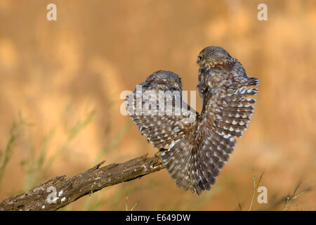 Steinkauz (Athene Noctua) paar thront auf einem Ast. Bei nur 20 cm in der Höhe dieser Eule gehört, wie der Name andeutet, Stockfoto