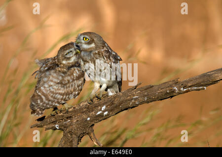 Steinkauz (Athene Noctua) paar thront auf einem Ast. Bei nur 20 cm in der Höhe dieser Eule gehört, wie der Name andeutet, Stockfoto