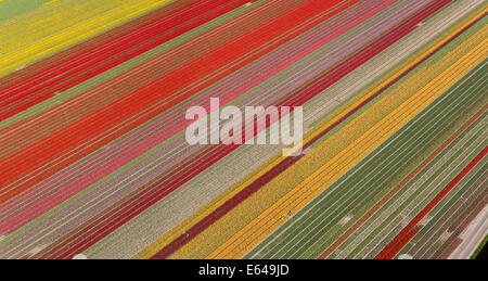 Tulpenfelder, Nordholland, Niederlande Stockfoto