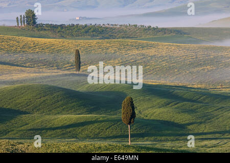 Bäume und Feld, San Quirico d ' Orcia, Val d ' Orcia, Toskana, Italien Stockfoto