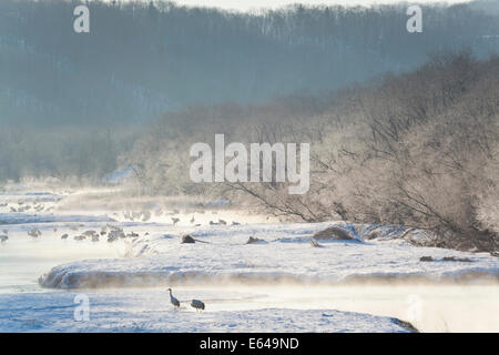 Rot gekrönte Kräne in Frozen River Dawn Hokkaido Japan Stockfoto