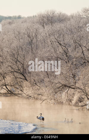 Rot gekrönte Kräne in Frozen River Dawn Hokkaido Japan Stockfoto