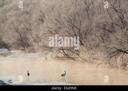 Rot gekrönte Kräne in Frozen River Dawn Hokkaido Japan Stockfoto