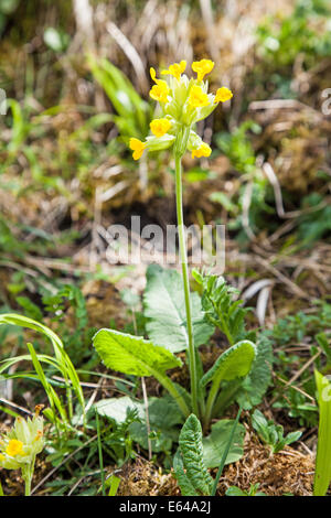 Eine gelbe gemeinsame Schlüsselblume (Primula Veris) Pflanze Blume Stockfoto