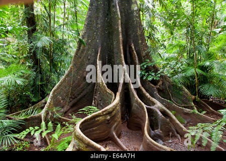 Wurzeln eines Baumes Regenwald zu stützen. Daintree Nationalpark, Queensland, Australien Stockfoto