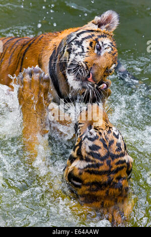 Tiger spielen kämpfen im Wasser, indochinesischen Tiger oder Corbetts Tiger (Panthera Tigris Corbetti), Thailand Stockfoto