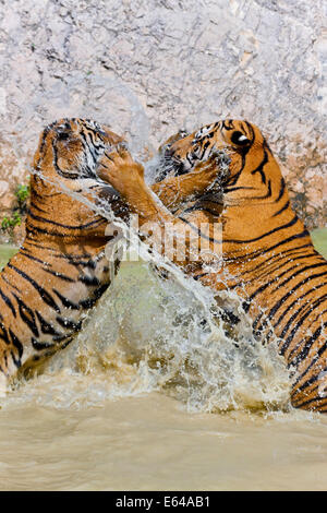 Indochinesische Tiger oder Corbetts Tiger (Panthera Tigris Corbetti), Thailand Stockfoto