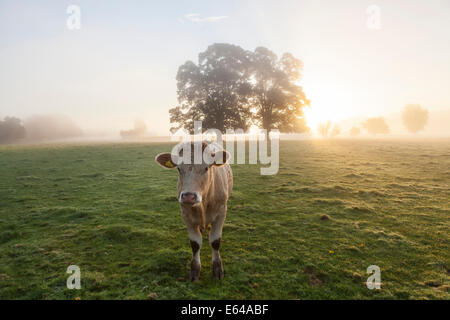 Kuh im Feld, Sonnenaufgang, Usk Valley, South Wales, UK Stockfoto