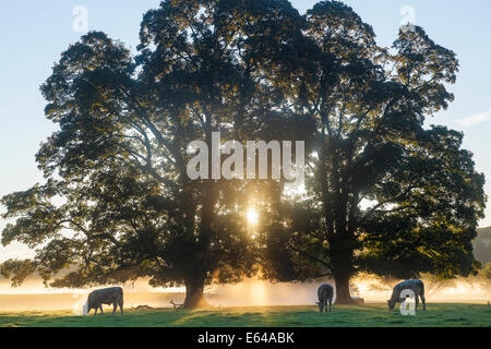 Kühe im Feld, Sonnenaufgang, Usk Valley, South Wales, UK Stockfoto