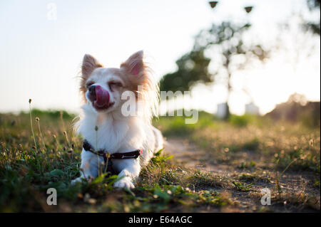 Chihuahua-Porträt Stockfoto