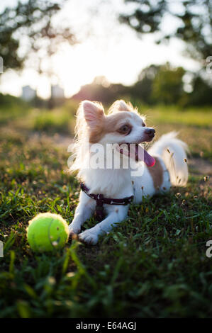 Chihuahua-Porträt Stockfoto