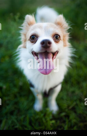 Chihuahua-Porträt Stockfoto