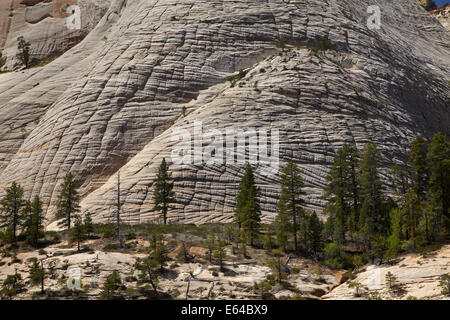 Ungewöhnliche Rock Muster auf Kathedrale Berg, gesehen vom West Rim Trail, Zion Nationalpark, Utah, USA Stockfoto
