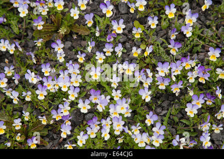 Wilde Stiefmütterchen Viola Tricolor Island PL002233 Stockfoto