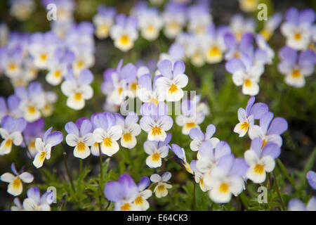 Wilde Stiefmütterchen Viola Tricolor Island PL002235 Stockfoto