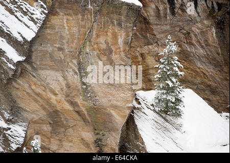 Verschneite einsame Kiefer in den Schweizer Alpen Stockfoto