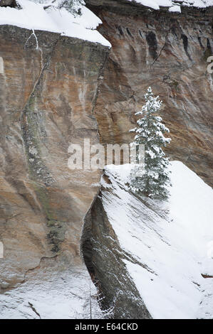Schneebedeckte einsam Pinetree in den Schweizer Alpen Stockfoto