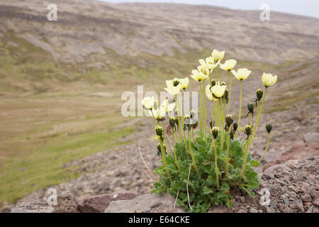 Arktische Mohn Papaver Radicatum Island PL002236 Stockfoto